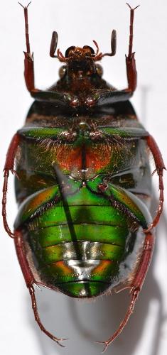 Coptomia ibityi